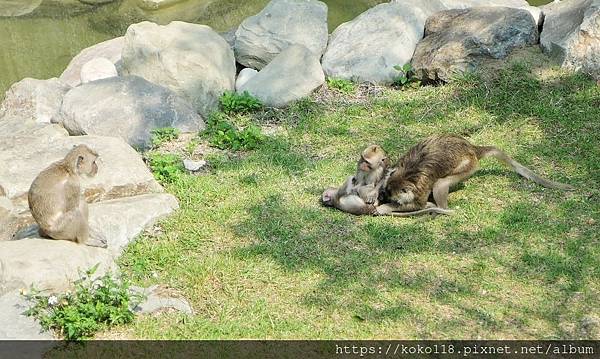 110.3.10 新竹動物園-馬來猴12.JPG