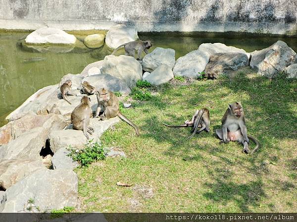 110.3.10 新竹動物園-馬來猴11.JPG