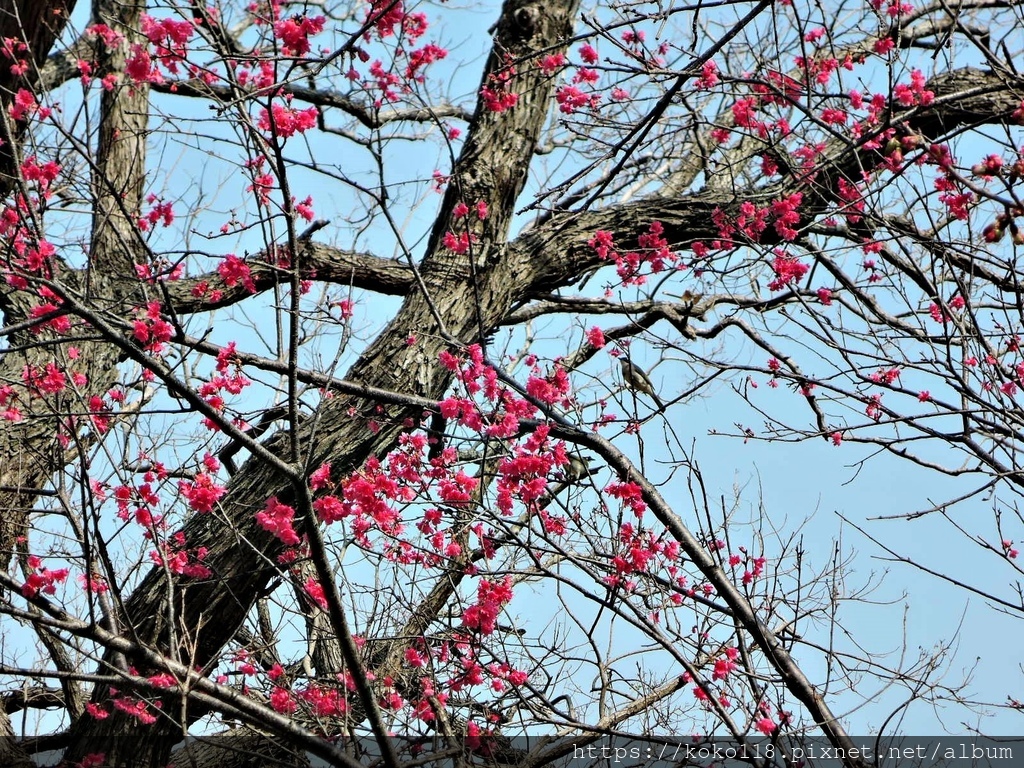 110.2.7 新竹公園-山櫻花,白頭翁3.JPG