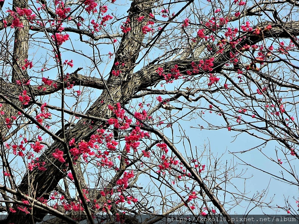 110.2.7 新竹公園-山櫻花,白頭翁5.JPG