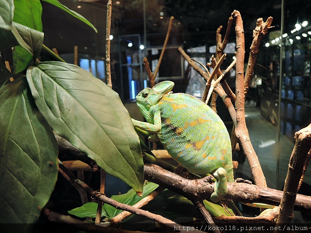 110.2.7 新竹公園-昆蟲館-高冠變色龍.JPG