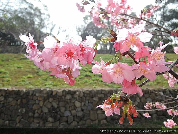 110.2.7 新竹公園-河津櫻5.JPG