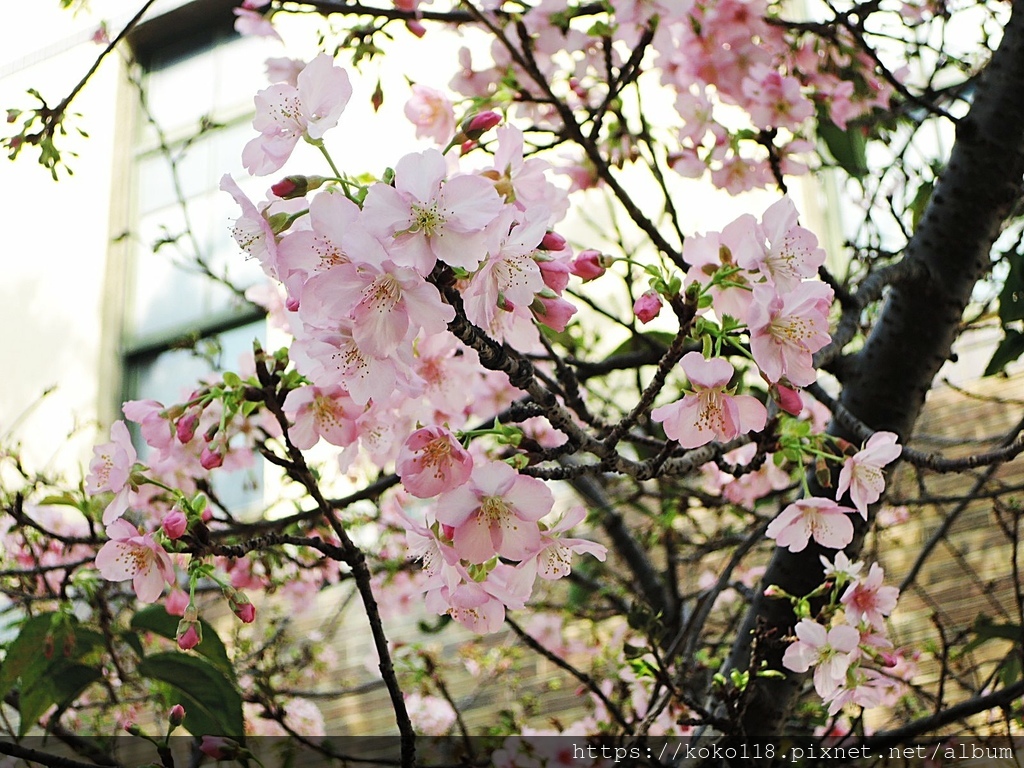 110.2.7 新竹公園-玻工館-河津櫻6.JPG