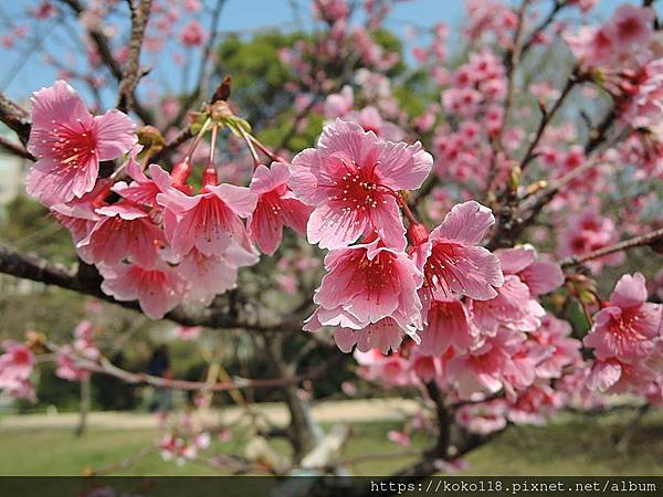 110.2.7 新竹公園-寒櫻28.JPG