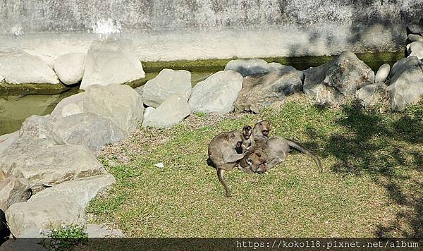 110.2.7 新竹動物園-馬來猴2.JPG