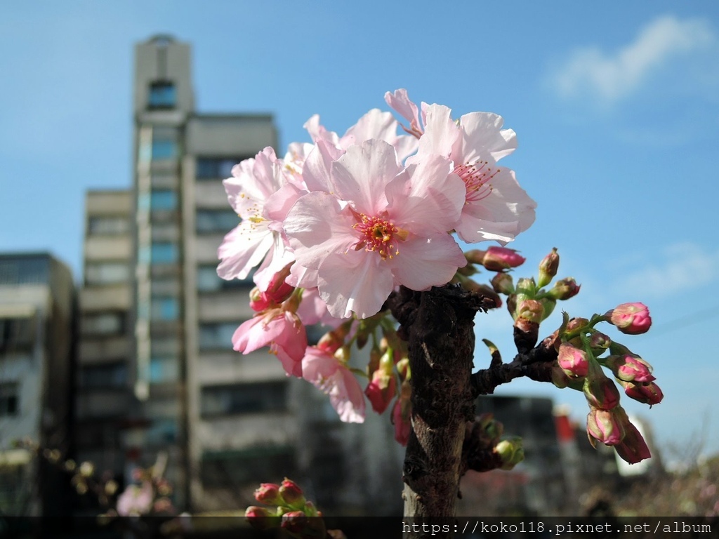 110.2.10 東山濕地生態教學公園外-東南街圳溝-河津櫻5.JPG