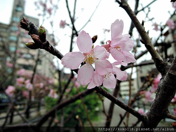 110.3.21 東山濕地生態教學公園外-東南街圳溝-富士櫻.JPG