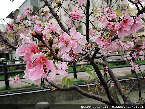 110.3.21 東山濕地生態教學公園外-東南街圳溝-富士櫻2.JPG