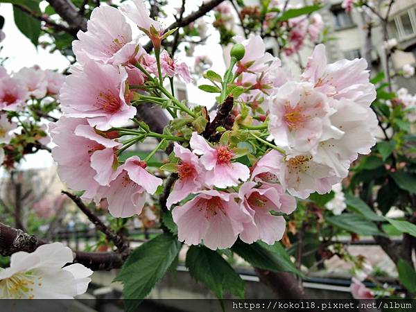 110.3.21 東山濕地生態教學公園外-東南街圳溝-墨染櫻6.JPG