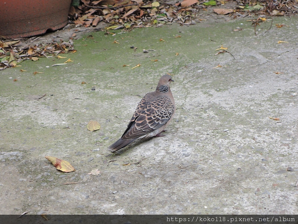 110.3.21 東山濕地生態教學公園外-金背鳩.JPG