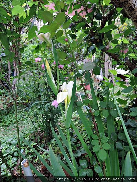 110.3.21 東山濕地生態教學公園-鳶尾花1.JPG