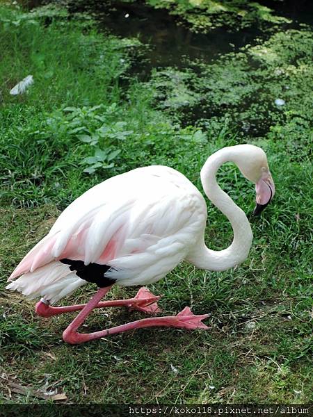 110.3.27 新竹動物園-大紅鶴2.JPG