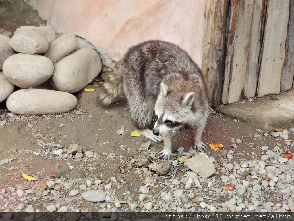 110.3.27 新竹動物園-北美浣熊7.JPG