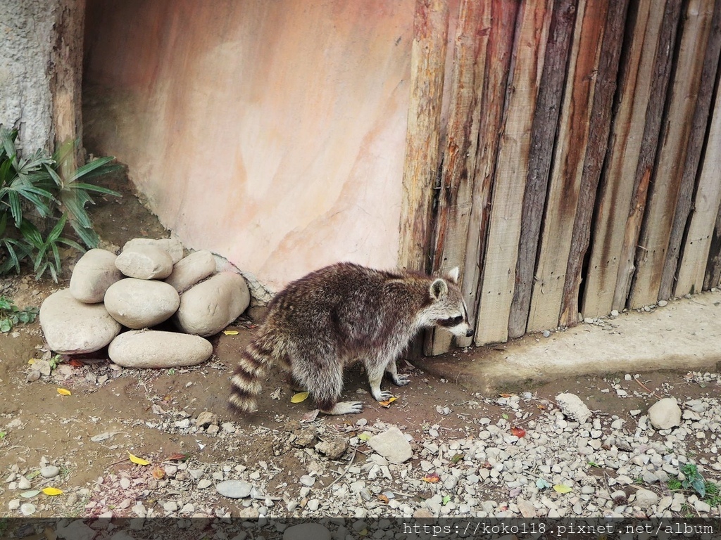 110.3.27 新竹動物園-北美浣熊6.JPG