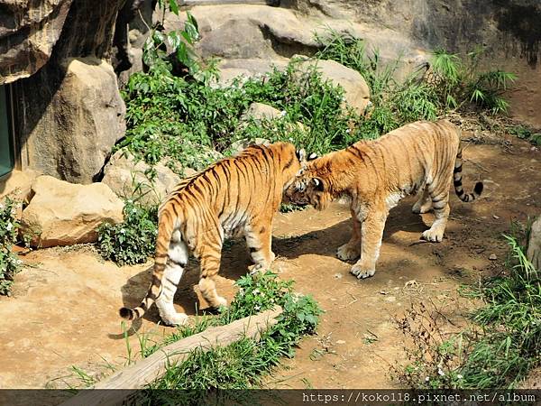 110.3.27 新竹動物園-孟加拉虎3.JPG