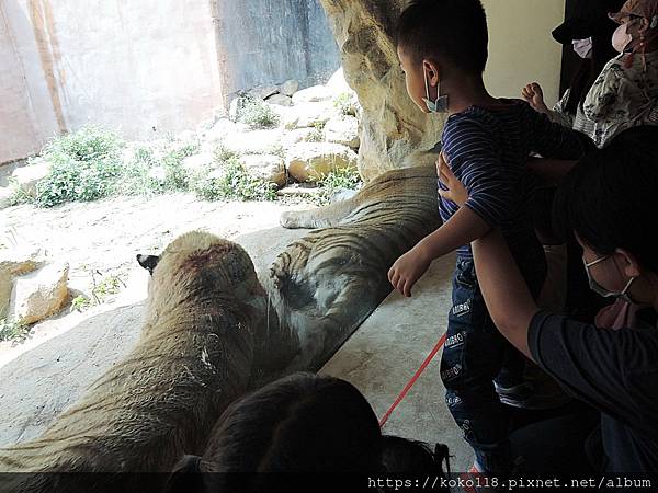 110.3.27 新竹動物園-孟加拉虎22.JPG