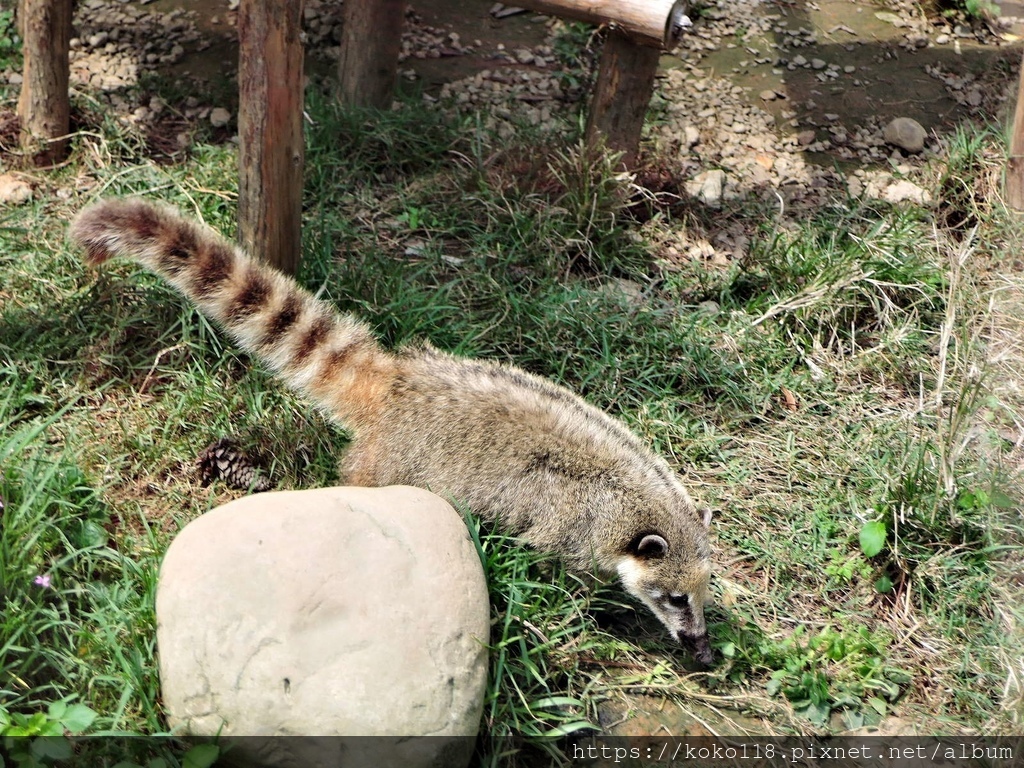 110.3.27 新竹動物園-長鼻浣熊.JPG