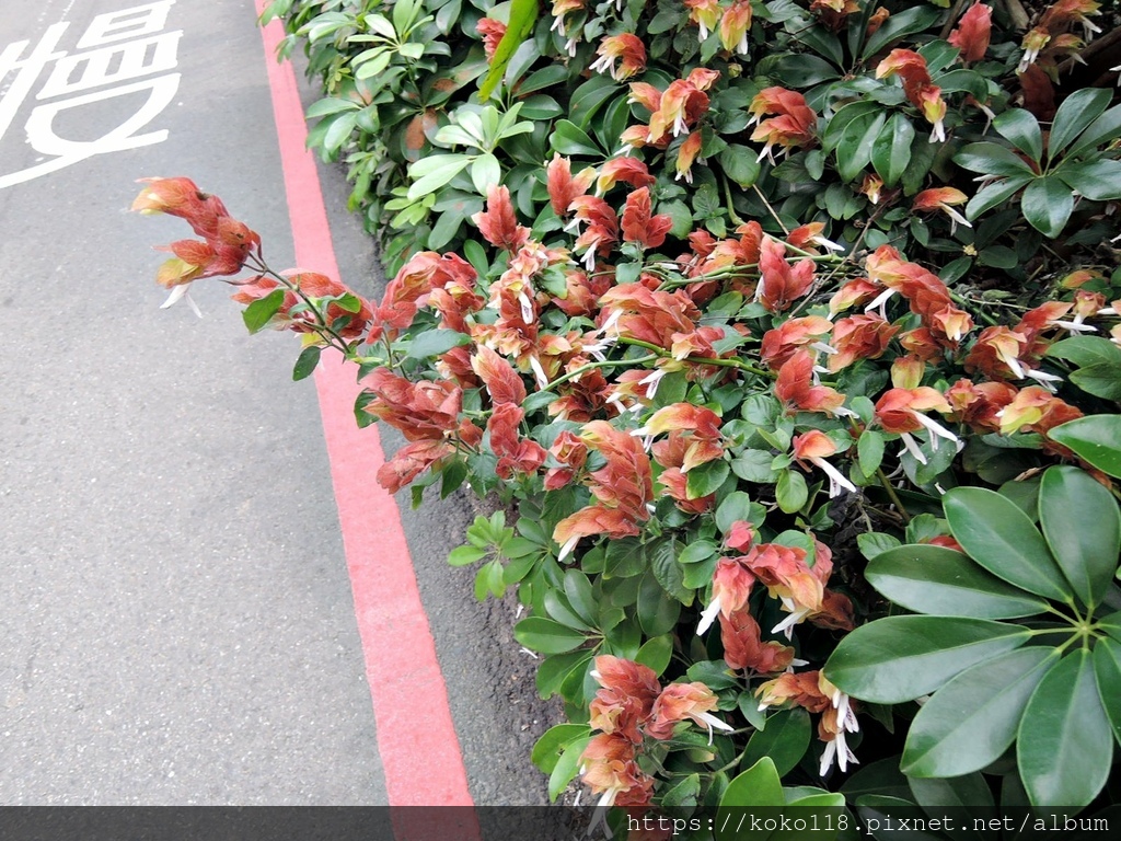 110.4.2 十八尖山-紅蝦花.JPG