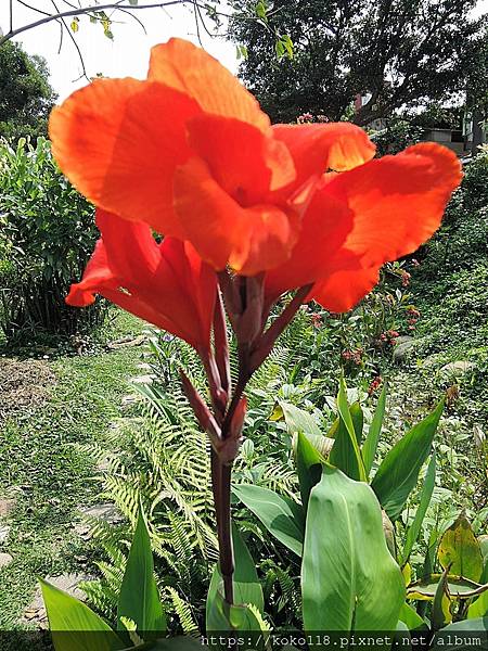 110.4.5 東山濕地生態教學公園-美人蕉.JPG