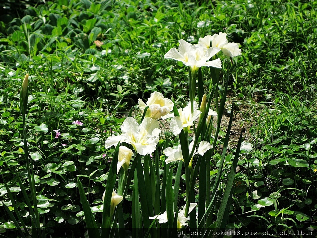 110.4.5 東山濕地生態教學公園-鳶尾花.JPG