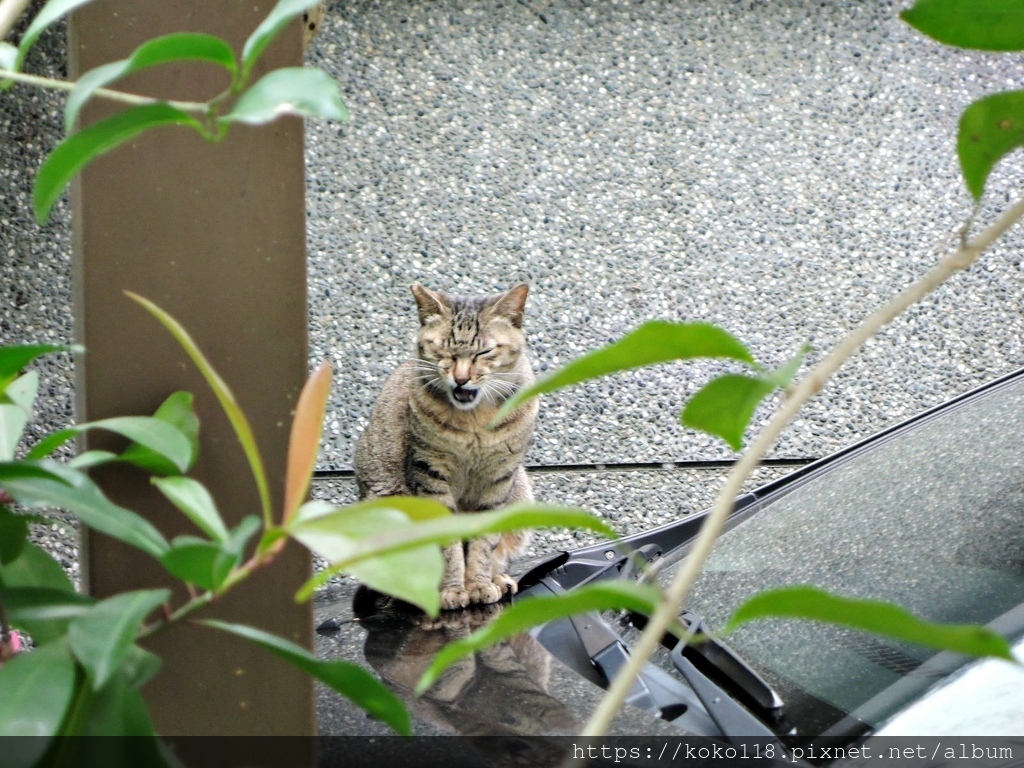 110.4.18 東山濕地生態教學公園-貓.JPG