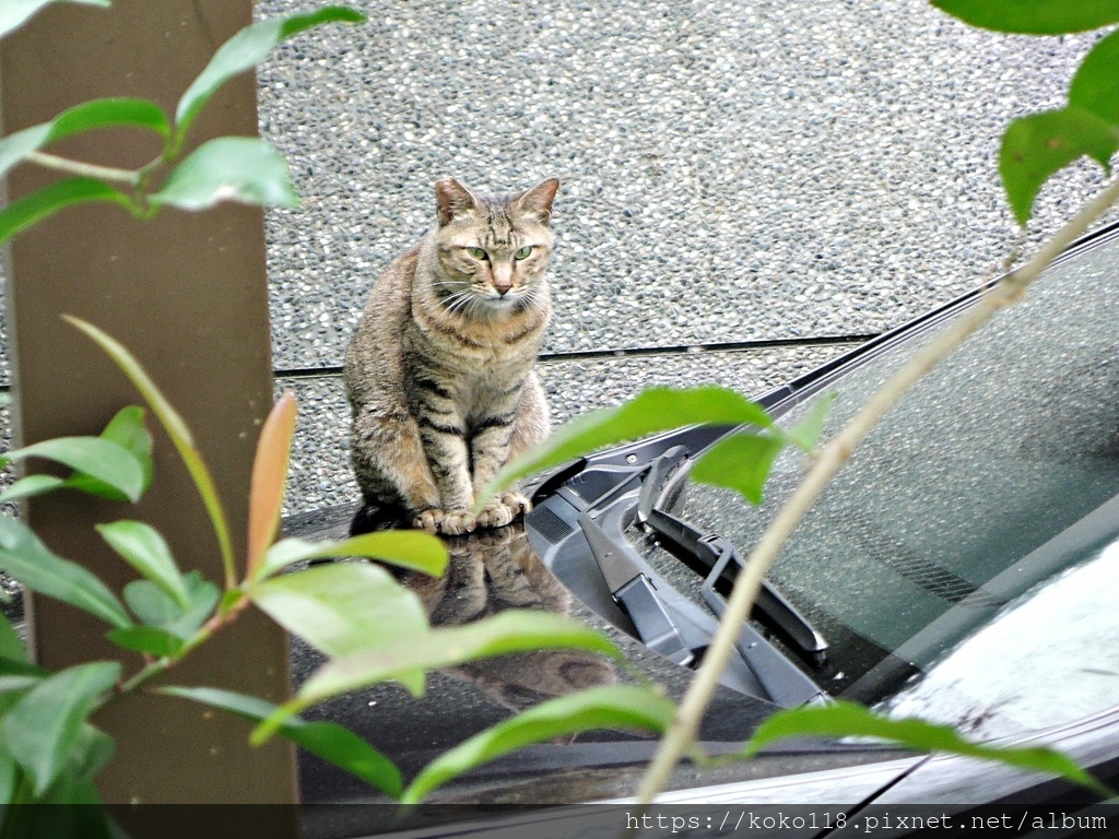 110.4.18 東山濕地生態教學公園-貓1.JPG