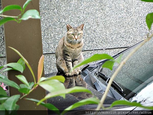 110.4.18 東山濕地生態教學公園-貓2.JPG