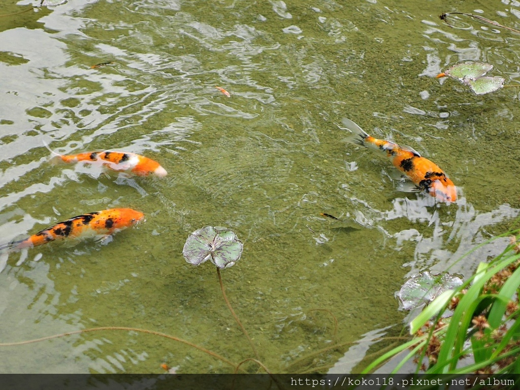 110.4.24 新竹孔廟-魚1.JPG