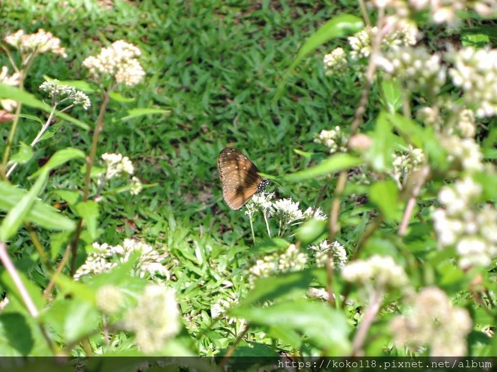 110.4.30 新竹公園-昆蟲館-端紫斑蝶3.JPG