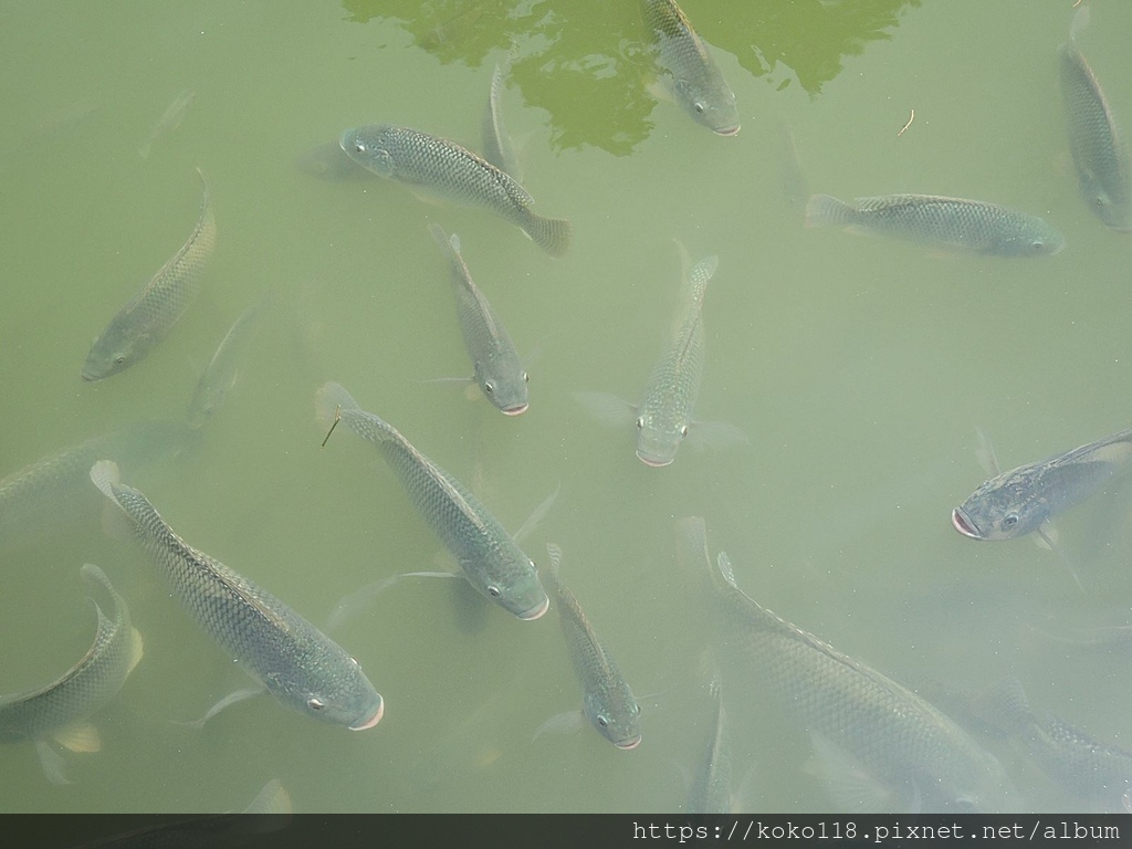 110.4.30 新竹公園-麗池-魚2.JPG