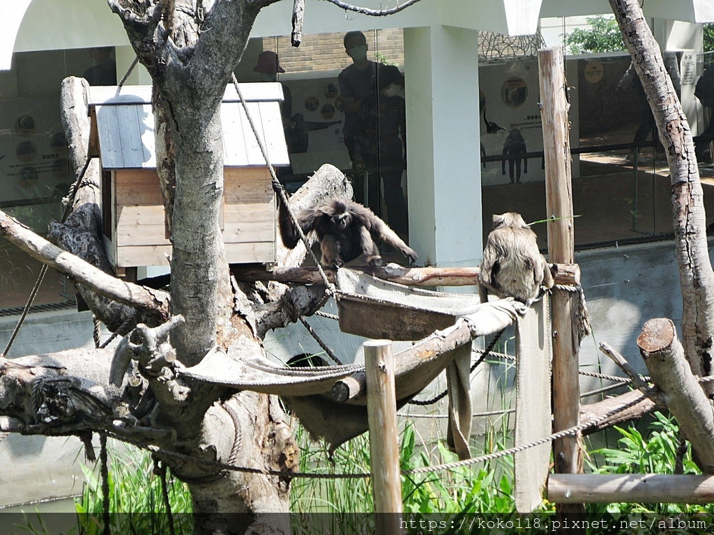 110.4.30 新竹動物園-黑長臂猿.JPG