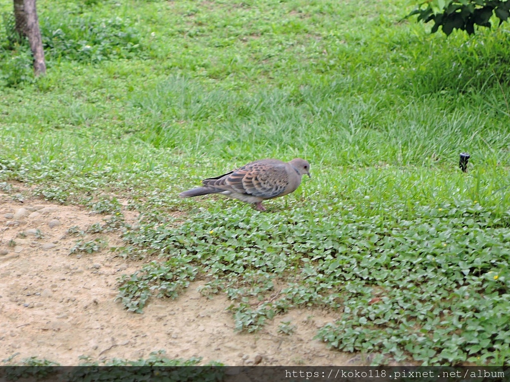 110.5.9 新竹公園-金背鳩.JPG