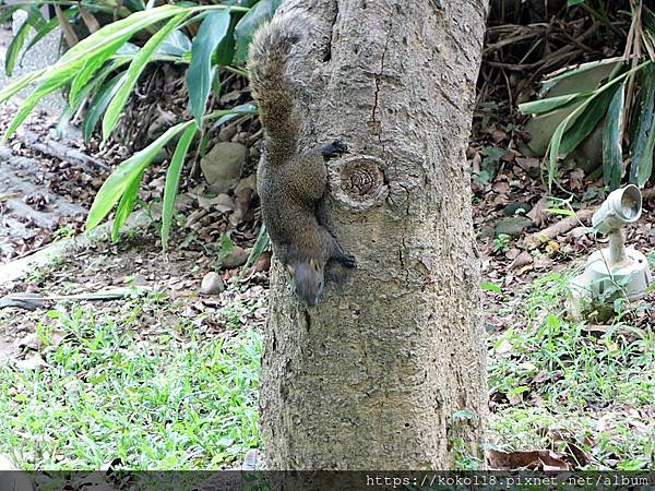 110.5.9 新竹公園-松鼠3.JPG