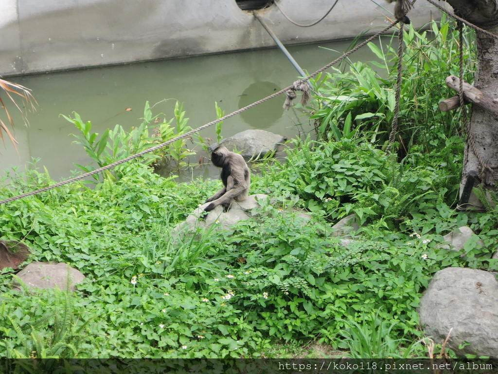 110.5.9 新竹動物園-灰長臂猿2.JPG