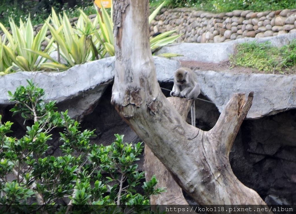 110.5.9 新竹動物園-馬來猴1.JPG