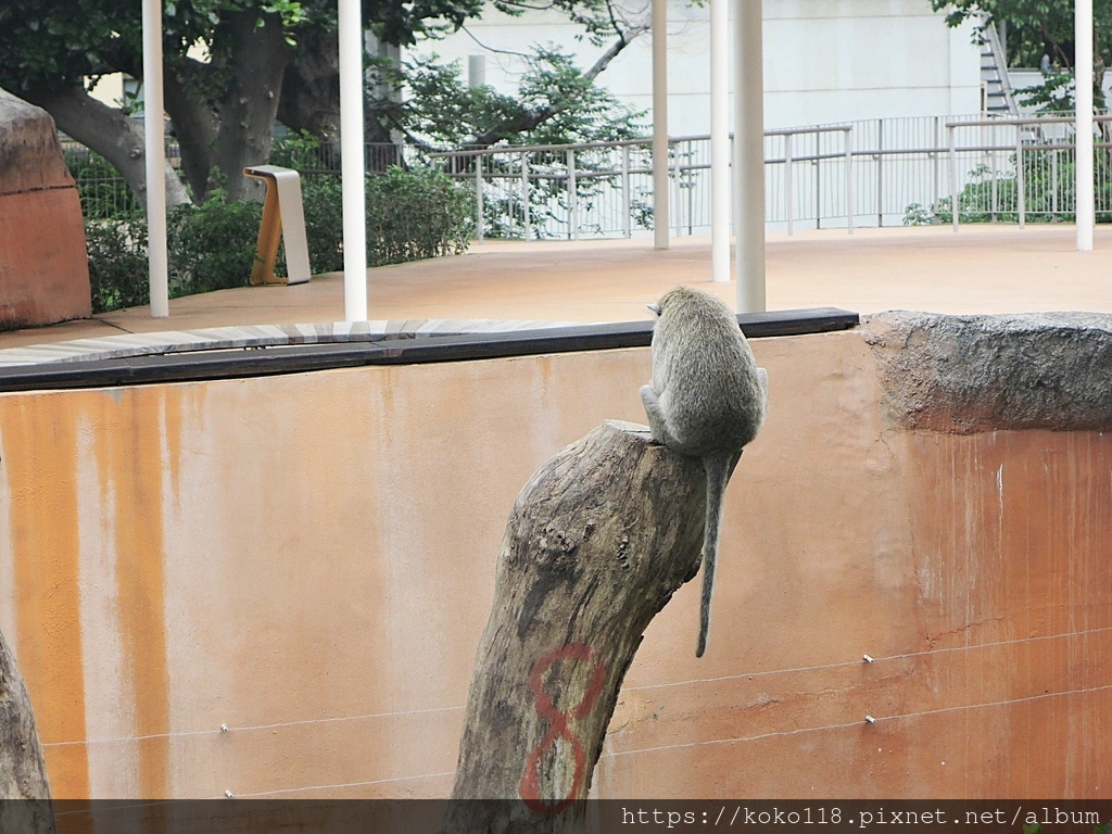 110.5.9 新竹動物園-馬來猴.JPG