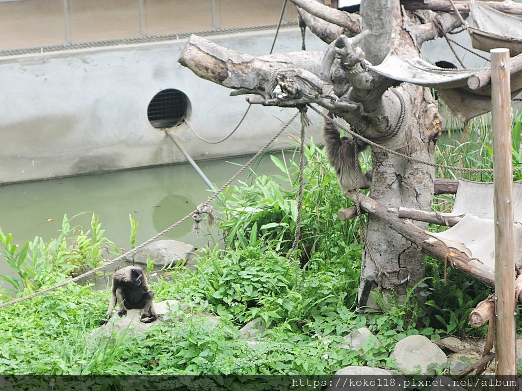 110.5.9 新竹動物園-灰長臂猿4.JPG