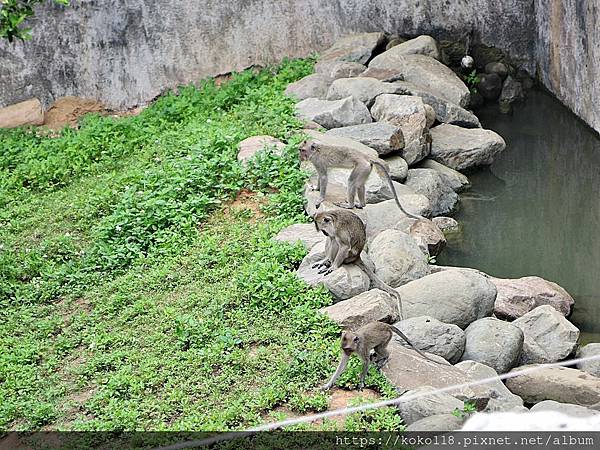 110.5.9 新竹動物園-馬來猴3.JPG