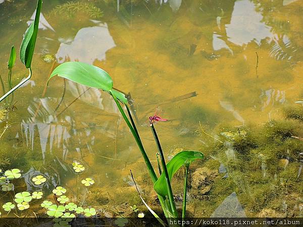 110.7.31 東山濕地生態教學公園-紫紅蜻蜓3.JPG