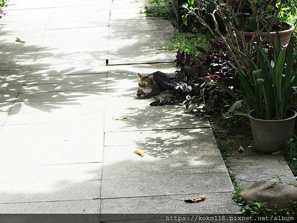 110.7.31 東山濕地生態教學公園-貓.JPG