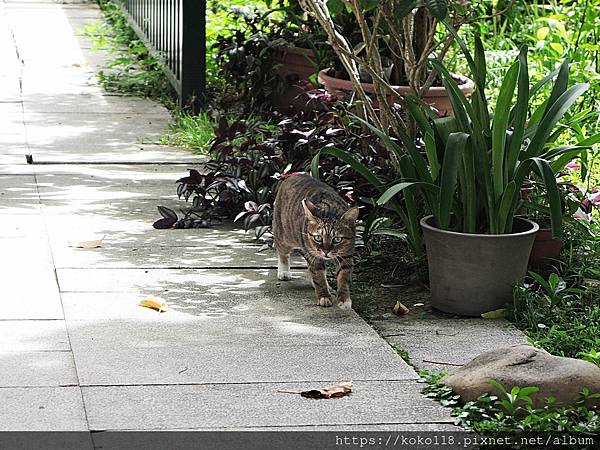 110.7.31 東山濕地生態教學公園-貓2.JPG