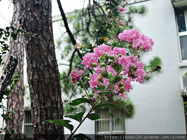 110.7.31 陽明交通大學博愛校區外-汀甫圳步道-紫薇.JPG