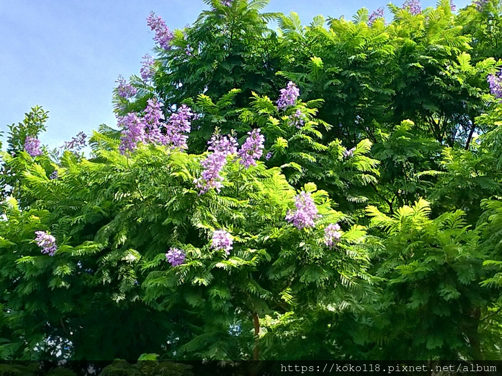 110.8.12 新竹公園-藍花楹2.jpg