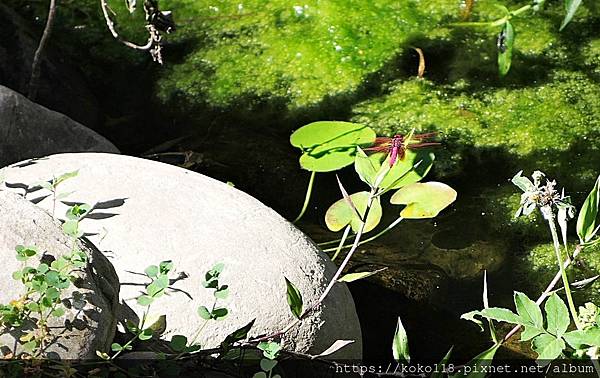 110.8.15 新竹公園-昆蟲館-紫紅蜻蜓.JPG