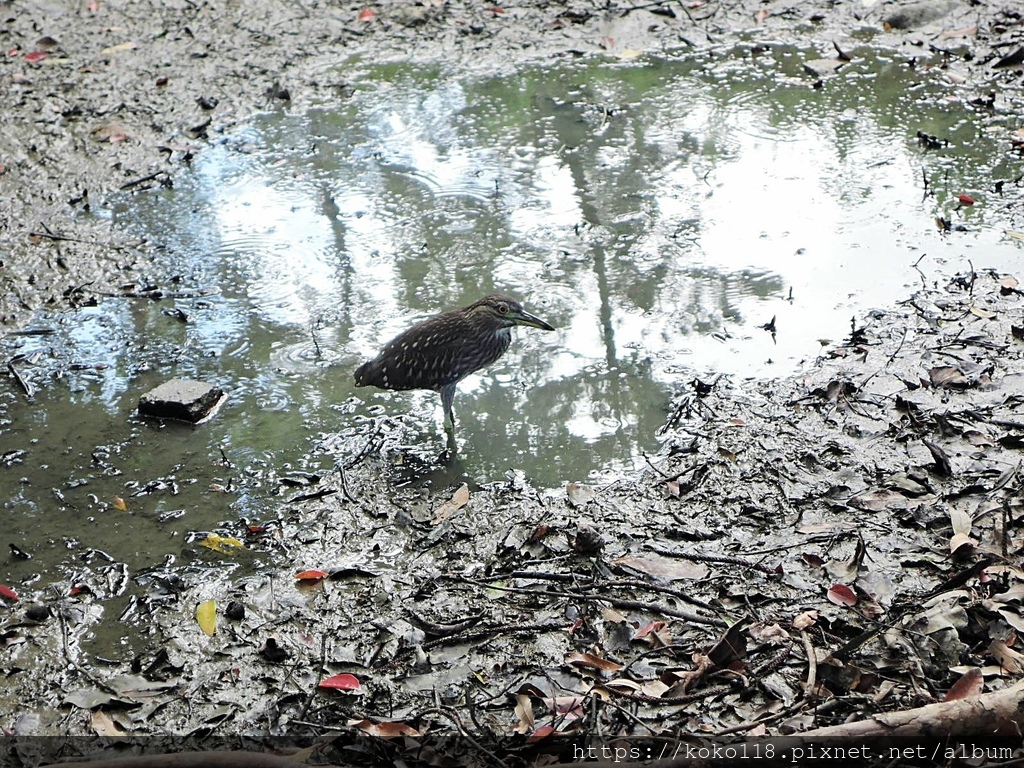 110.8.15 新竹公園-夜鷺(亞成鳥).JPG