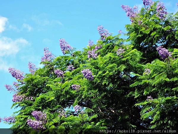 110.8.15 新竹公園-藍花楹3.JPG