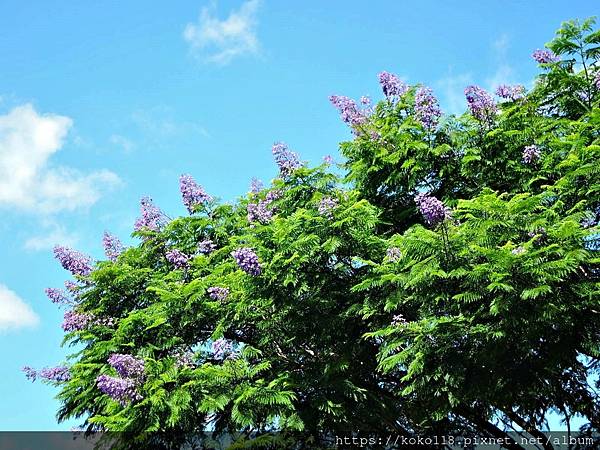 110.8.15 新竹公園-藍花楹4.JPG