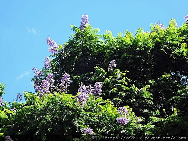 110.8.15 新竹公園-藍花楹12.JPG