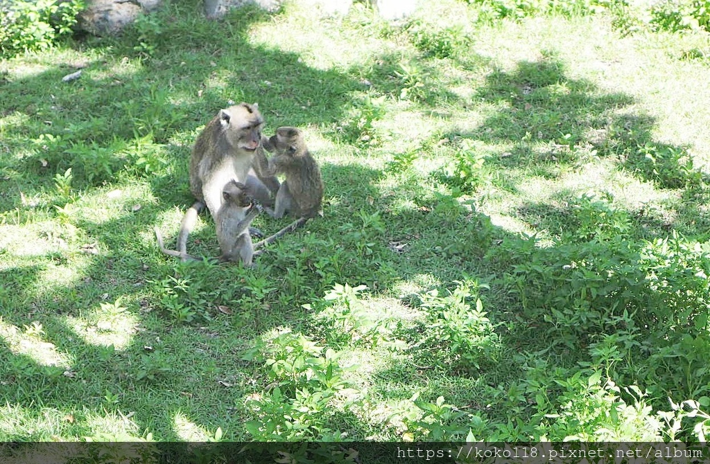 110.8.15 新竹動物園-馬來猴4.JPG