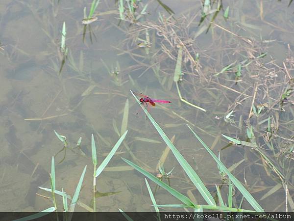 110.8.28 新竹公園-紫紅蜻蜓1.JPG